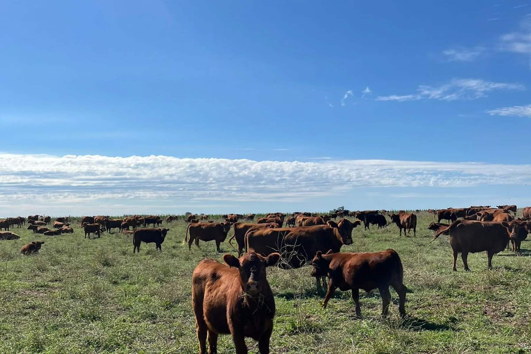 Rodeo de vacas coloradas pastoreando, campo del Litoral argentino